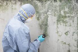 Natalia, TX Mold Removal Company